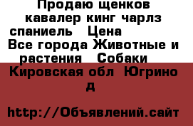 Продаю щенков кавалер кинг чарлз спаниель › Цена ­ 40 000 - Все города Животные и растения » Собаки   . Кировская обл.,Югрино д.